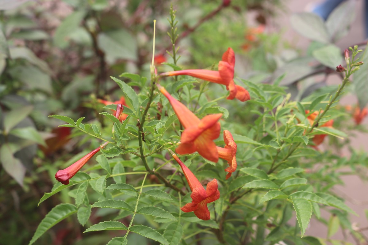 Tecomaria