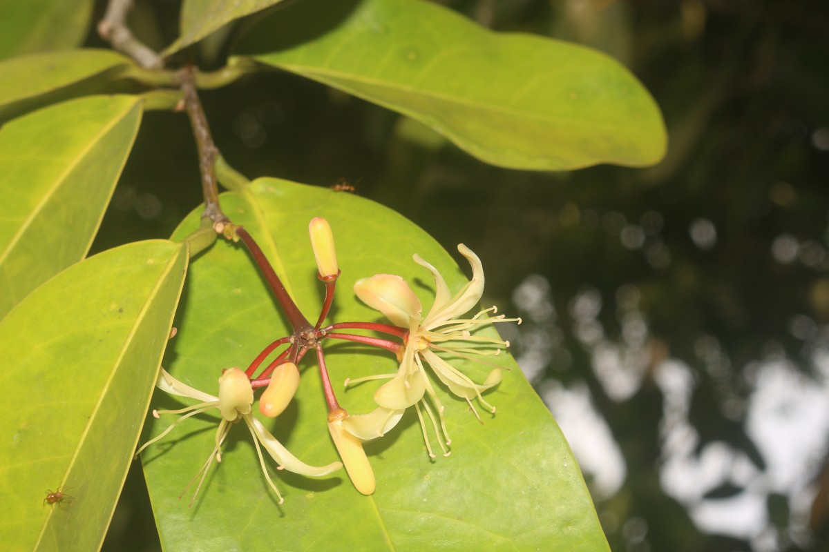 Flora of Sri Lanka