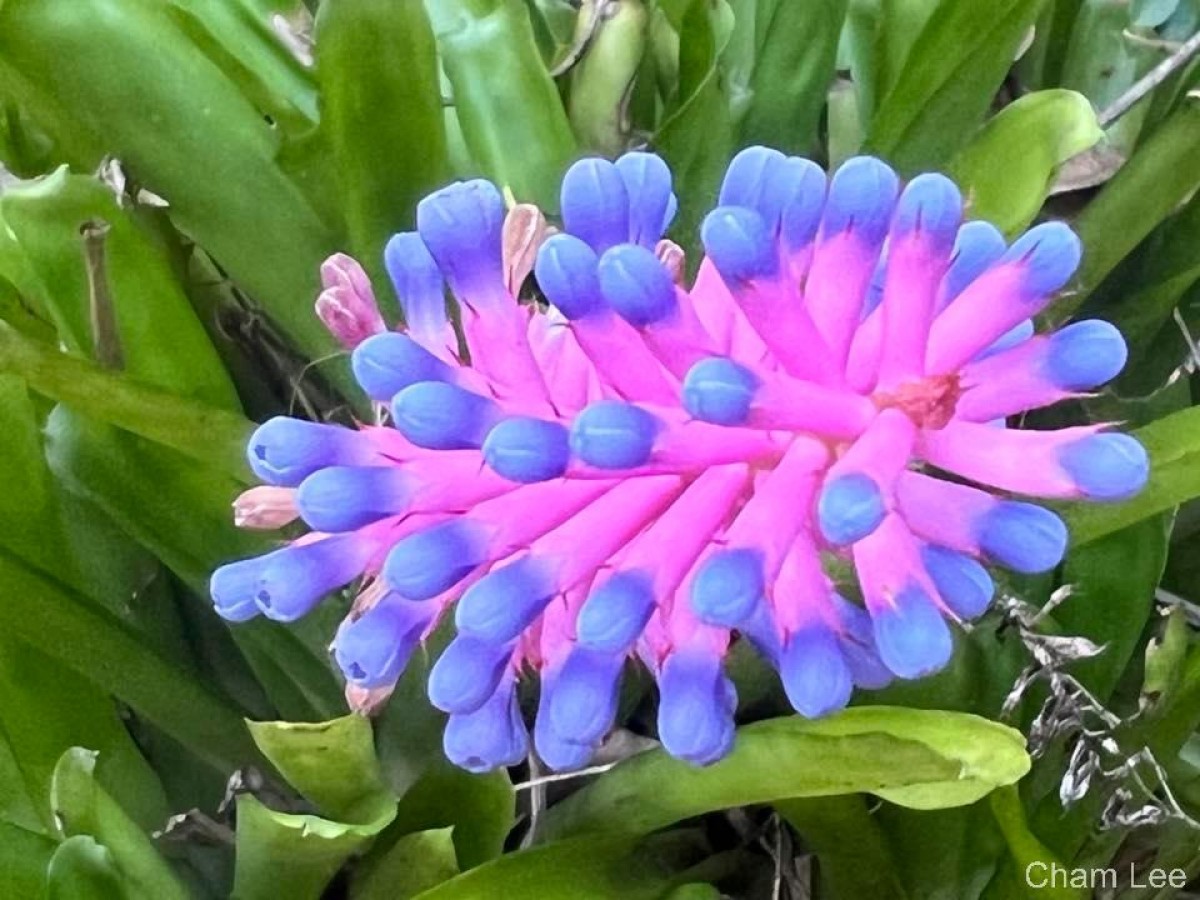Aechmea