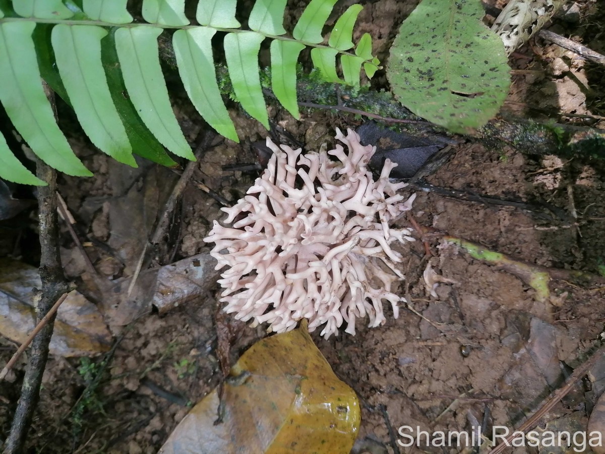 Ramaria