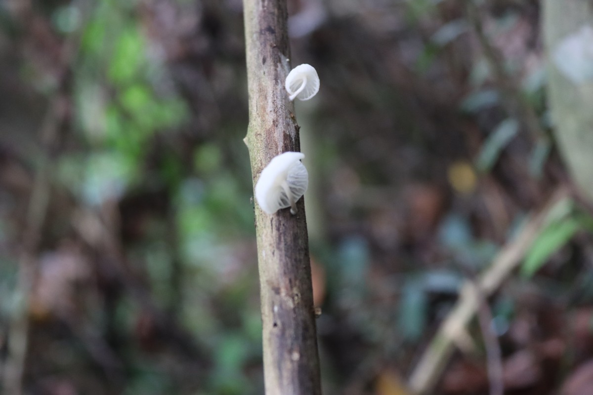 Marasmiellus
