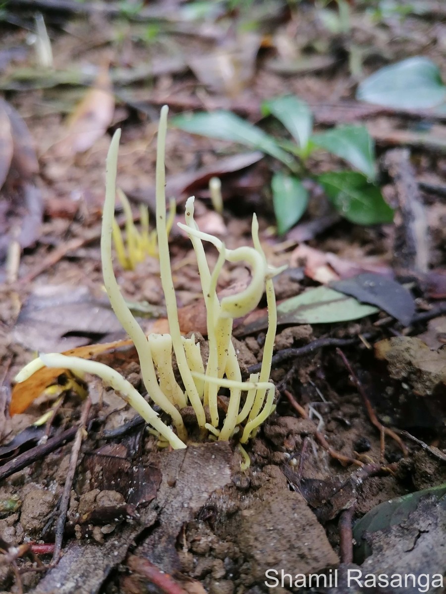 Clavulinopsis