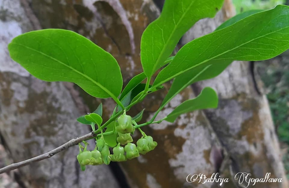 Flora of Sri Lanka
