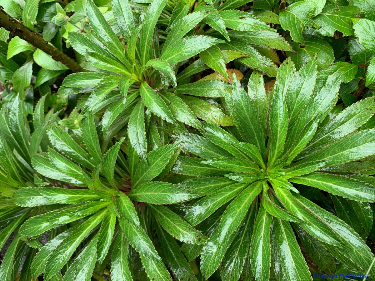 Lobelia nicotianifolia Roth