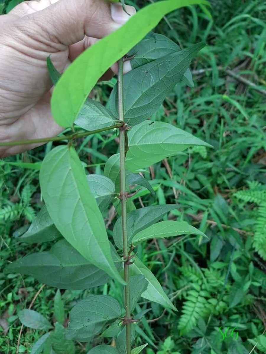 Flora of Sri Lanka