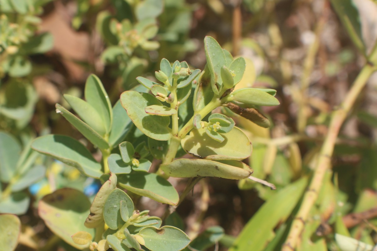 Flora of Sri Lanka