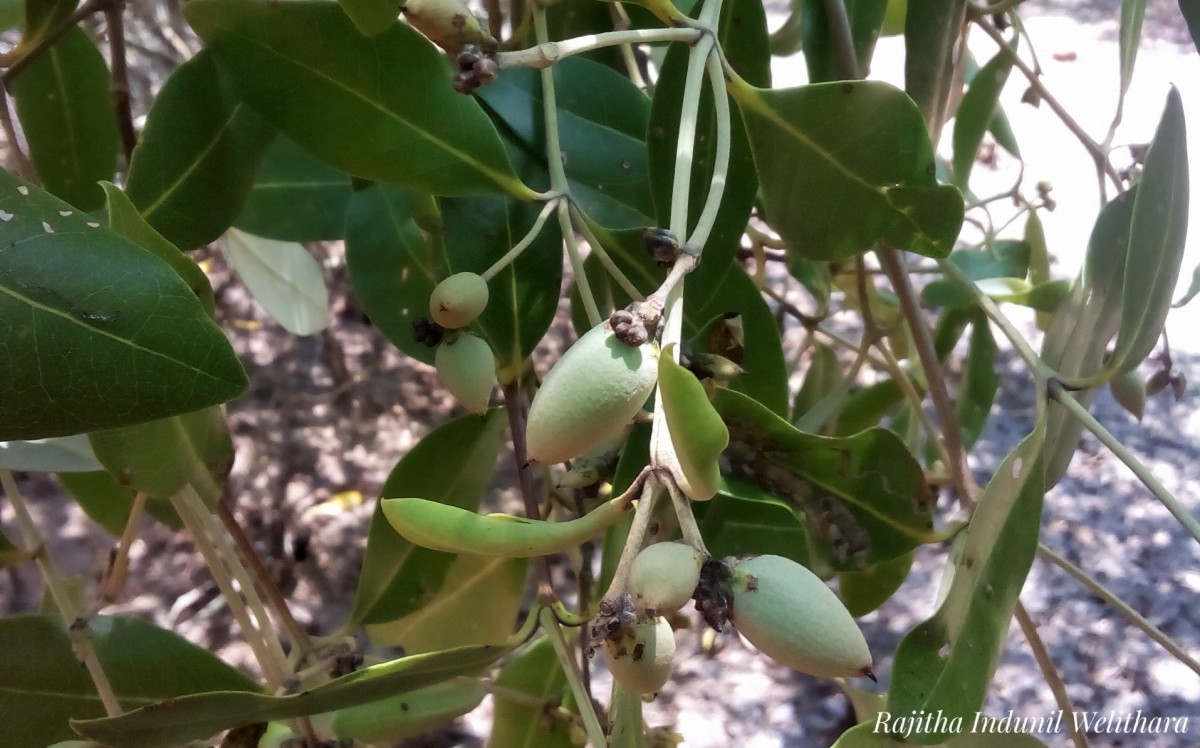 Flora of Sri Lanka