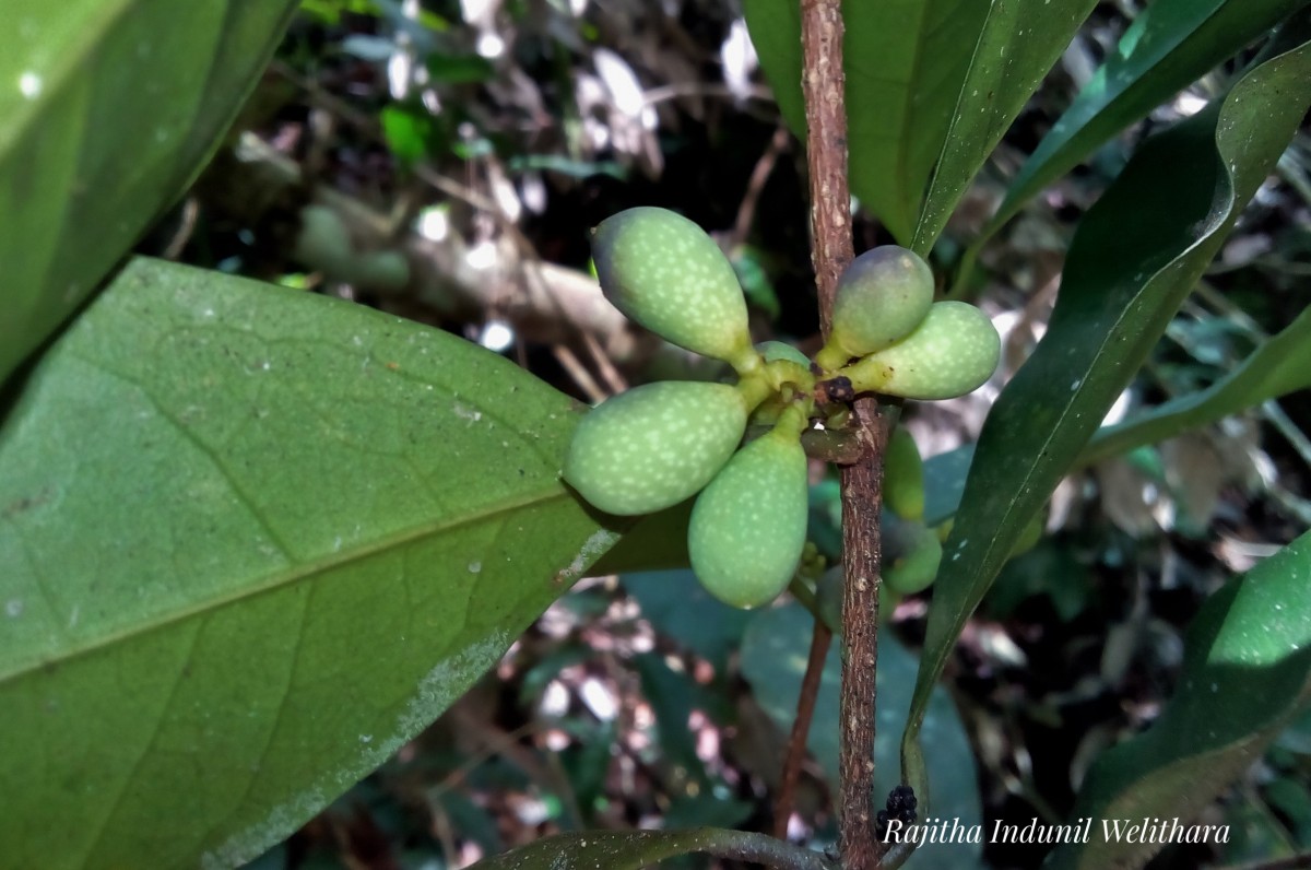 Flora Of Sri Lanka