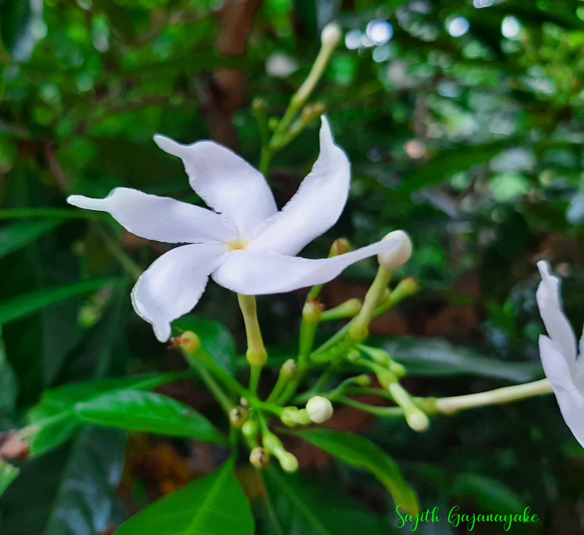 Flora of Sri Lanka