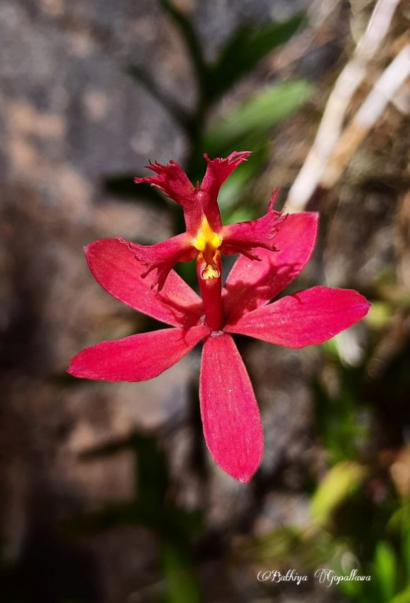 Epidendrum radicans Pav. ex Lindl.