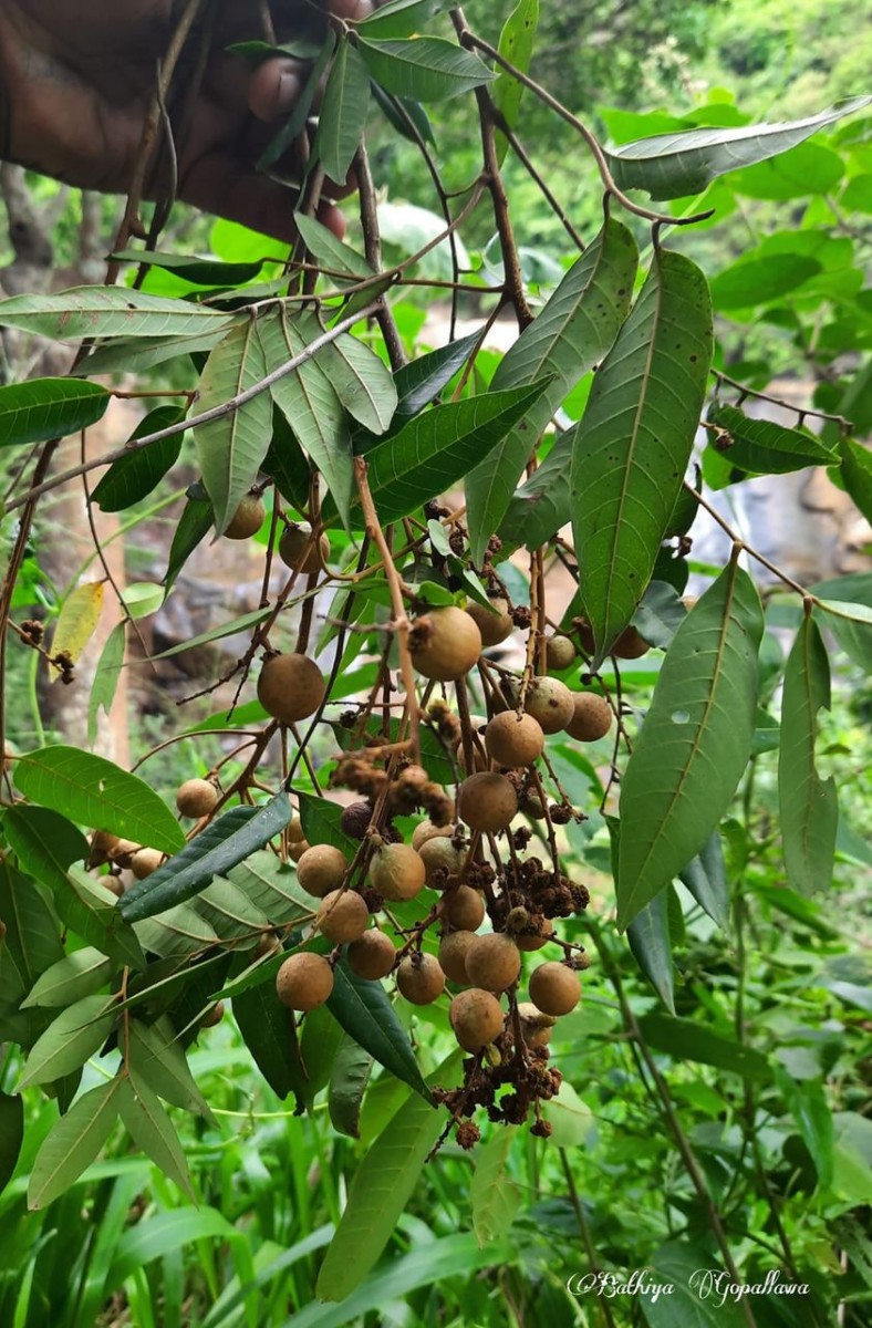 Dimocarpus longan Lour.