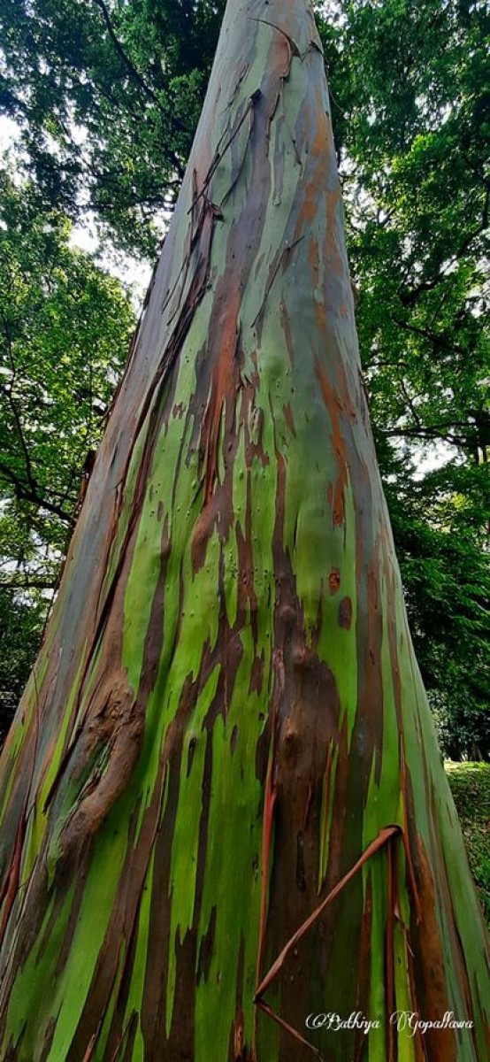 Eucalyptus deglupta Blume