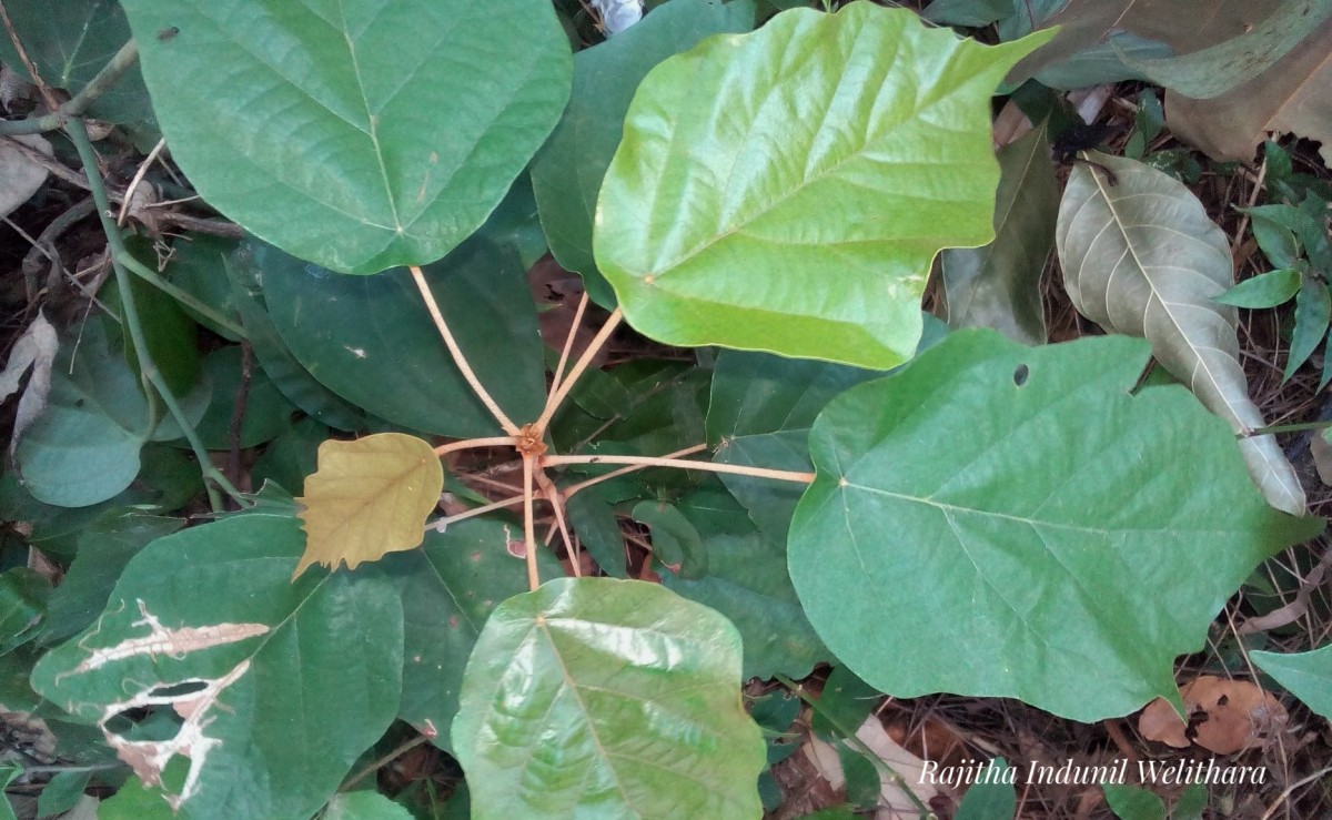 Flora of Sri Lanka