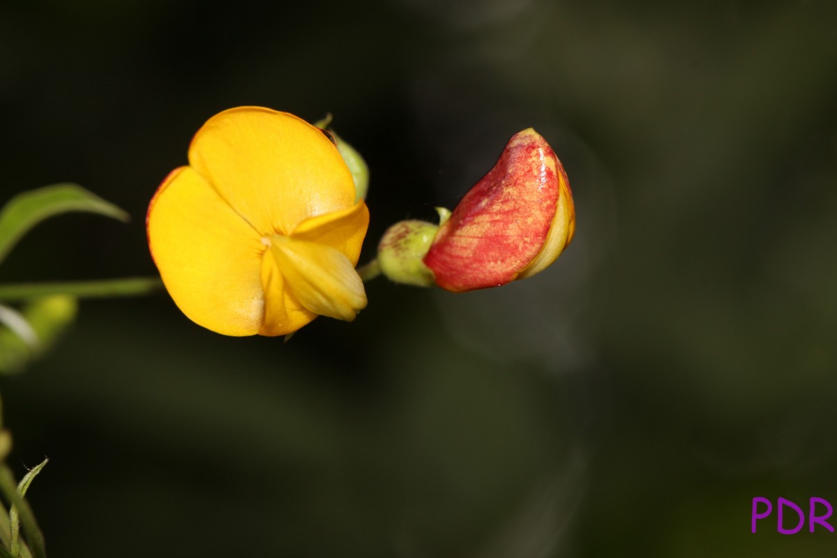 Flora of Sri Lanka