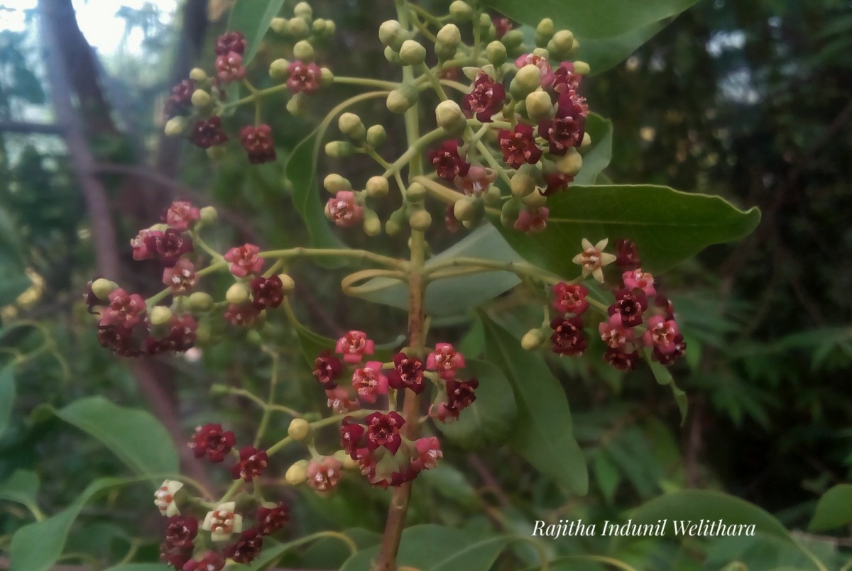 Flora of Sri Lanka