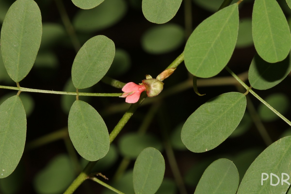 Flora of Sri Lanka