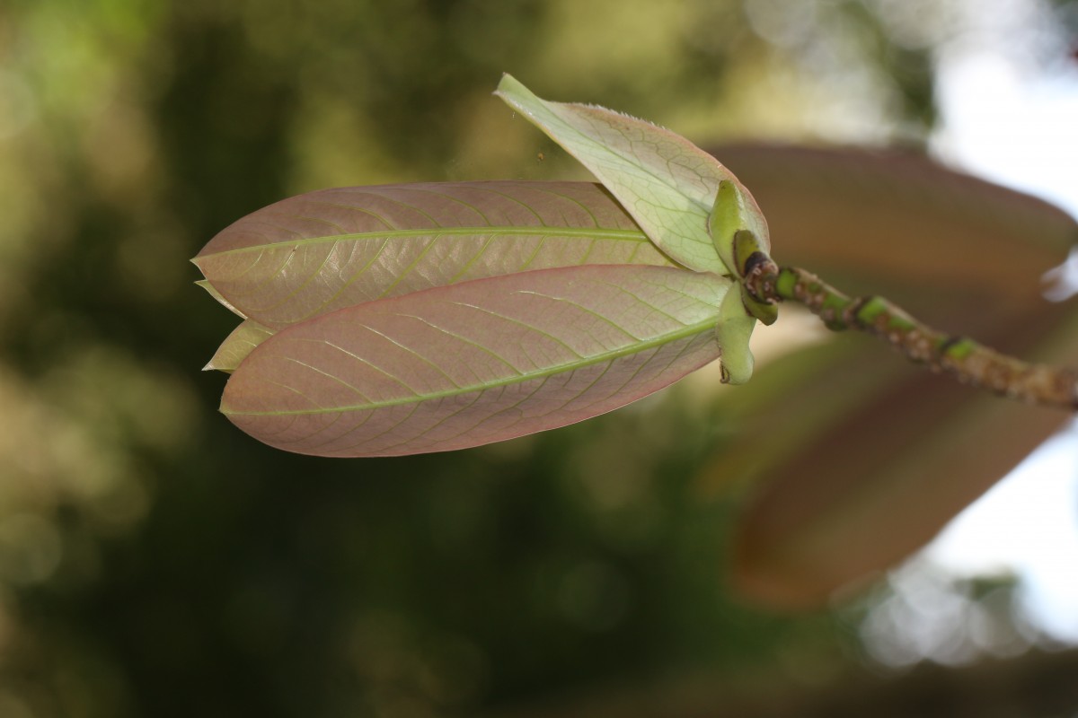 Flora of Sri Lanka