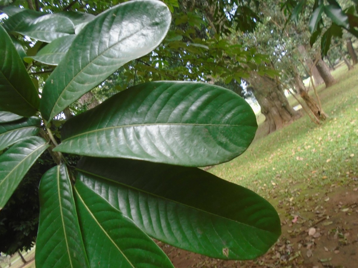Flora of Sri Lanka