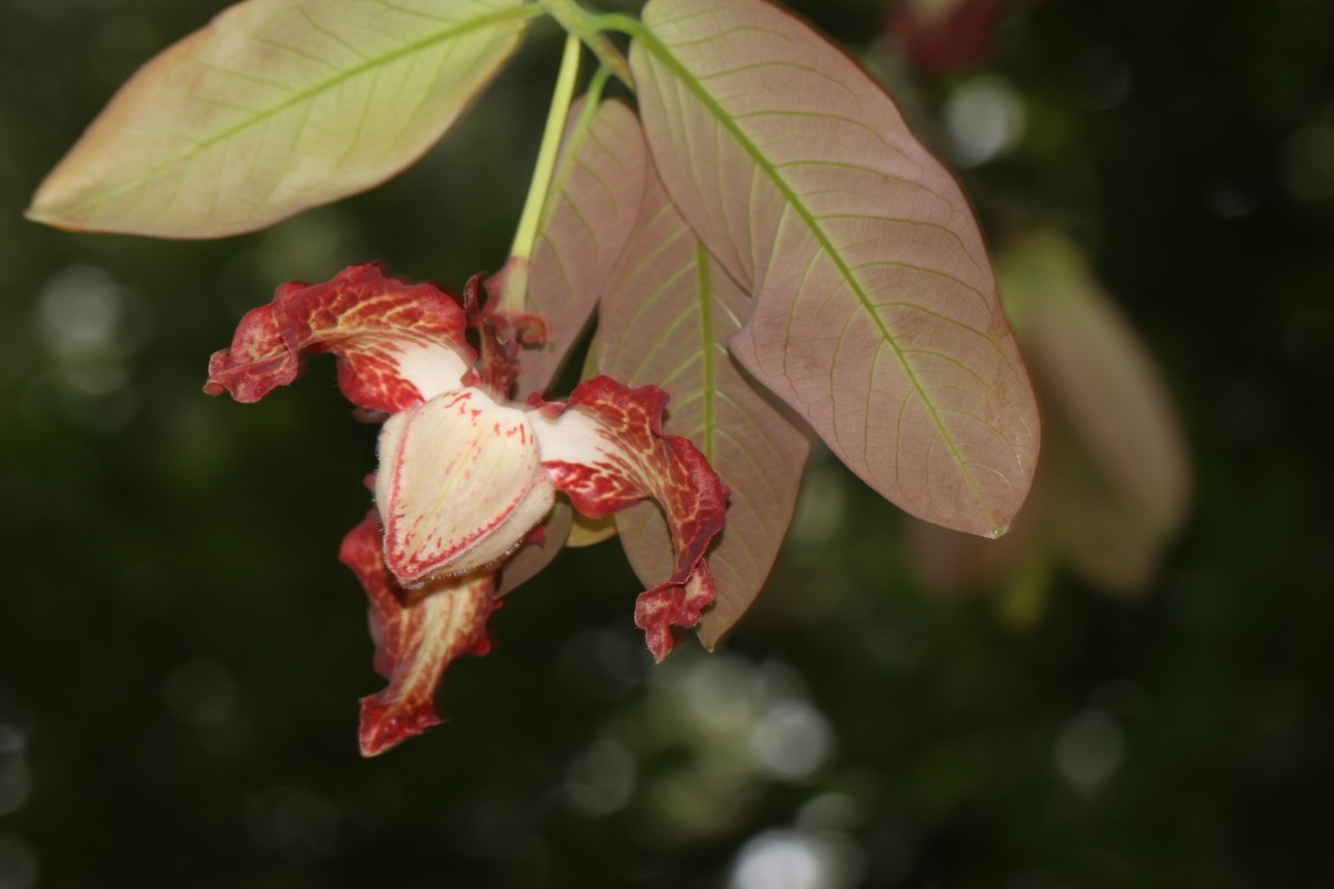 Flora of Sri Lanka
