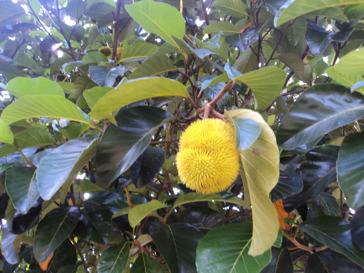 Flora of Sri Lanka