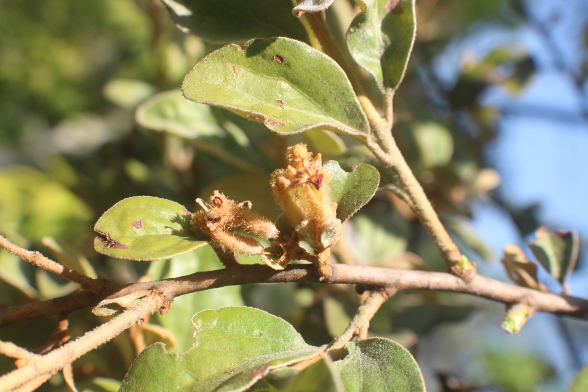 Flora of Sri Lanka