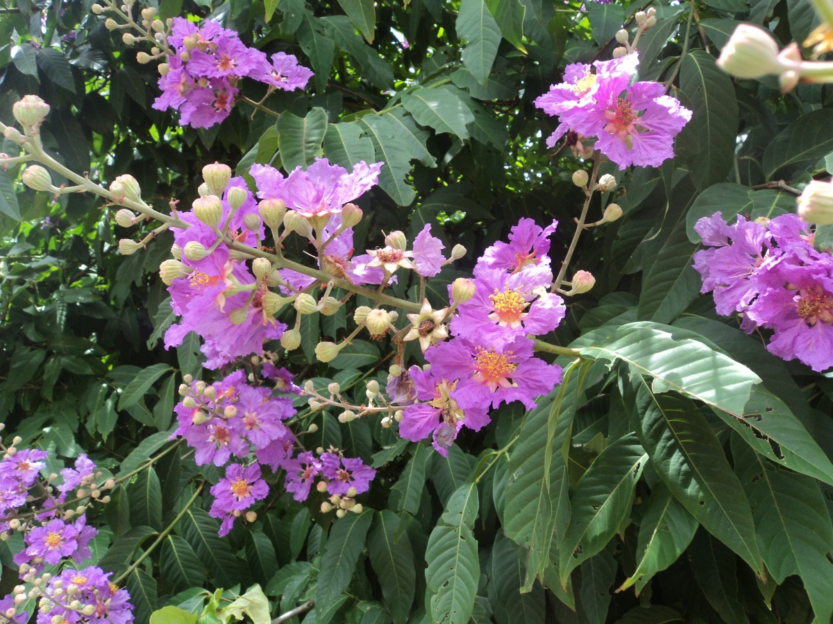 Flora of Sri Lanka