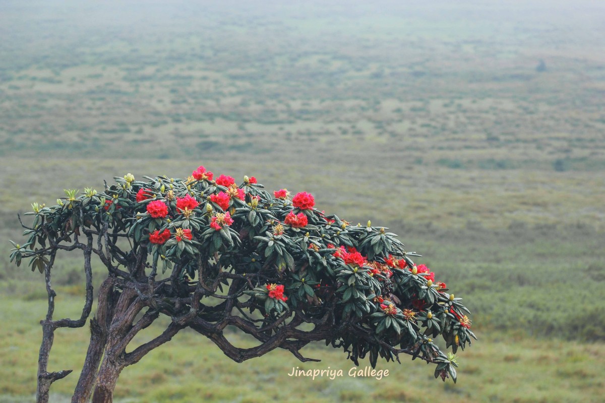 Flora of Sri Lanka