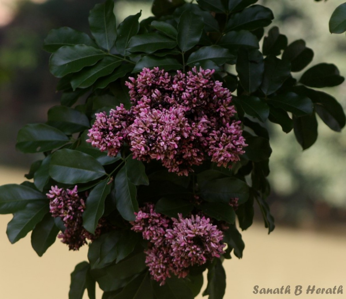 Flora of Sri Lanka