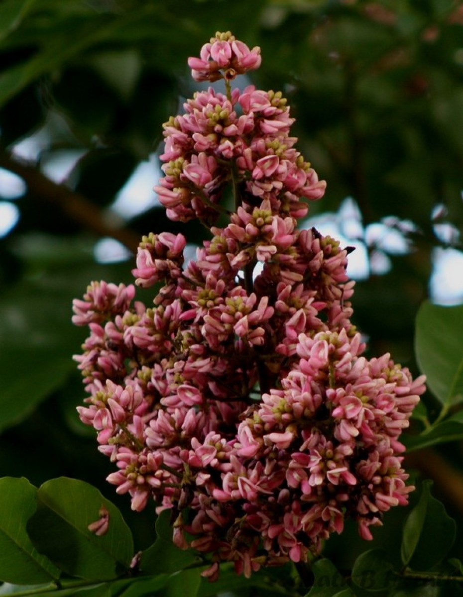 Flora of Sri Lanka
