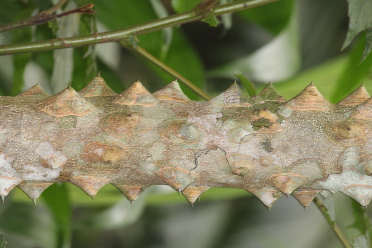 Flora of Sri Lanka