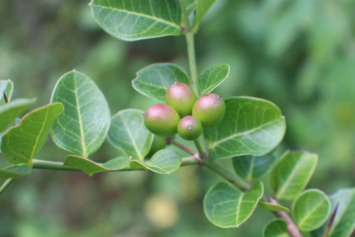 Flora of Sri Lanka