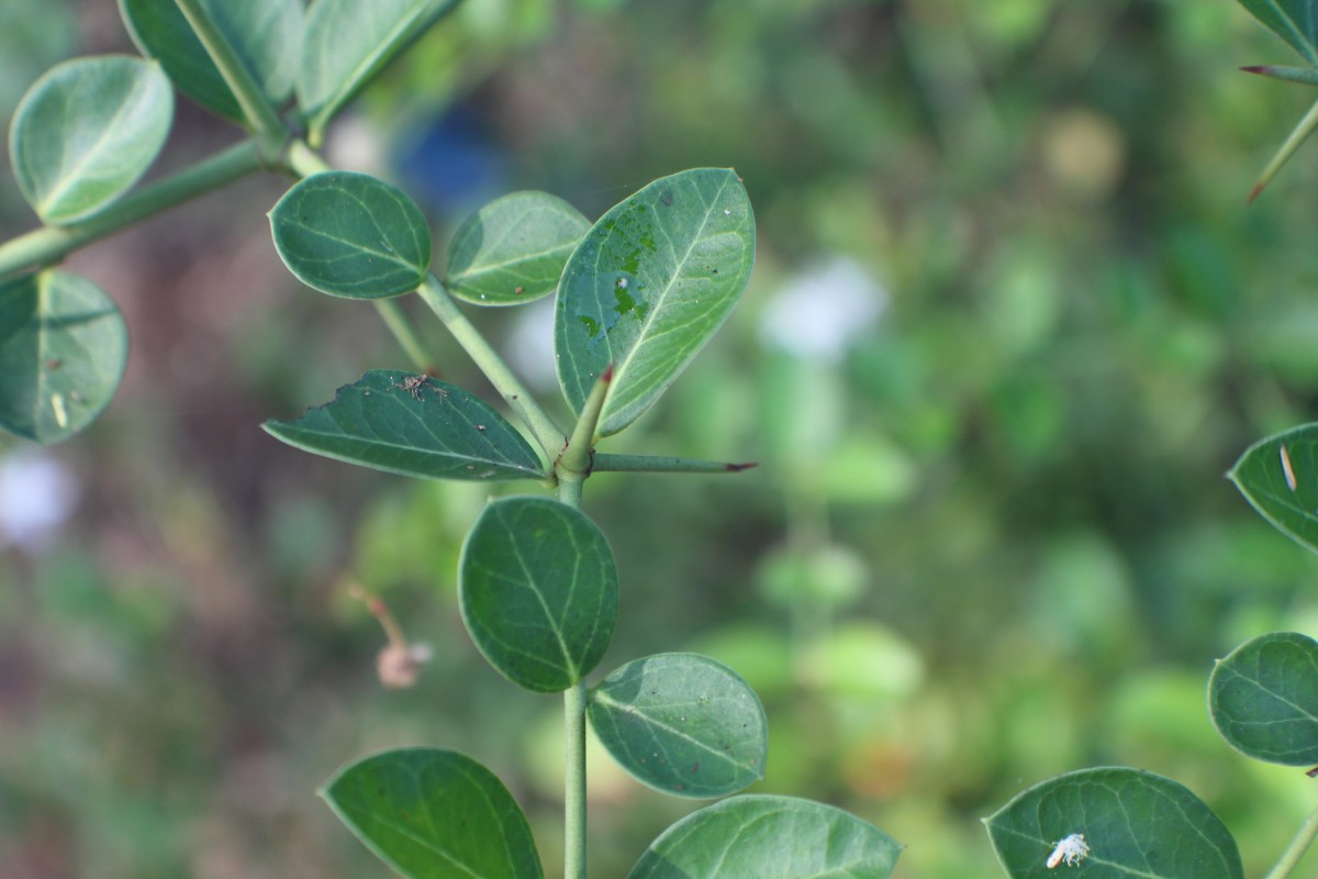 Flora of Sri Lanka