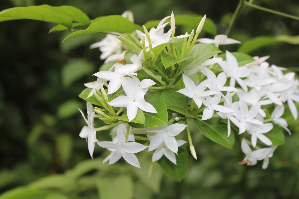 Flora of Sri Lanka