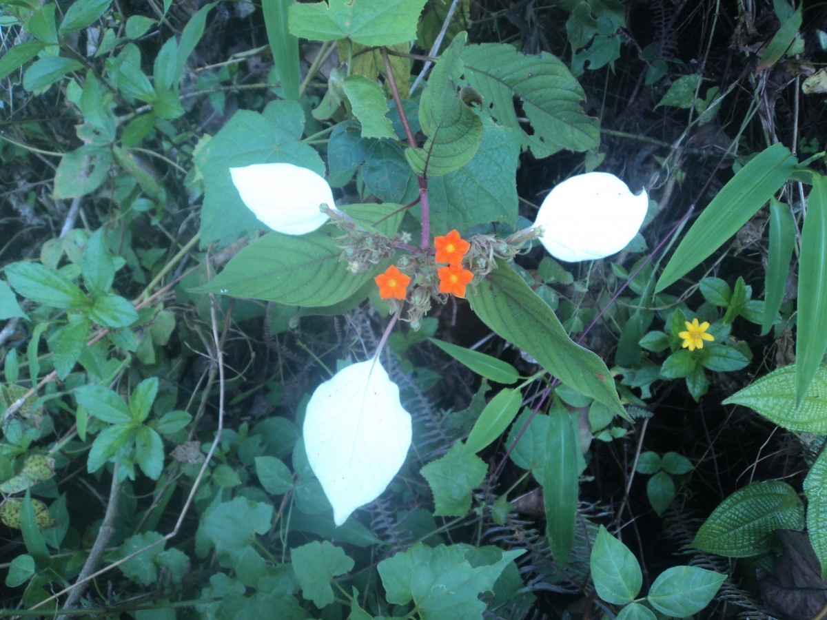 Flora of Sri Lanka