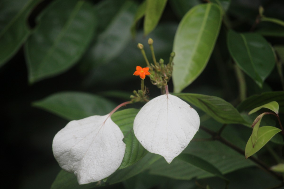 Flora of Sri Lanka