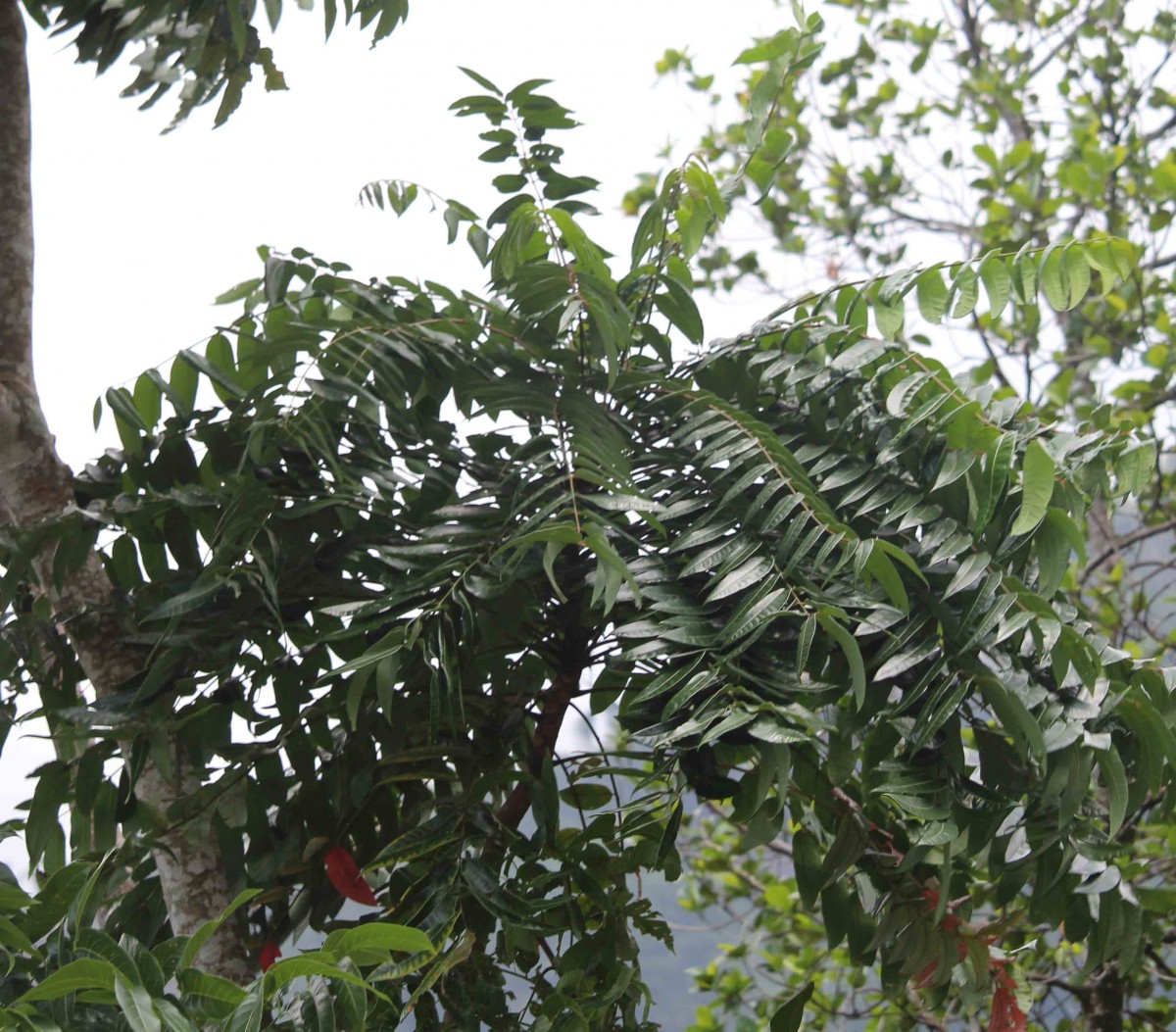 Ailanthus triphysa (Dennst.) Alston
