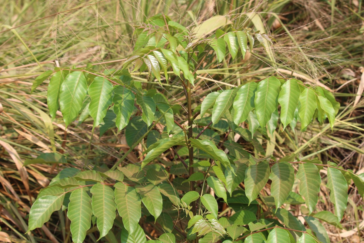 Flora of Sri Lanka