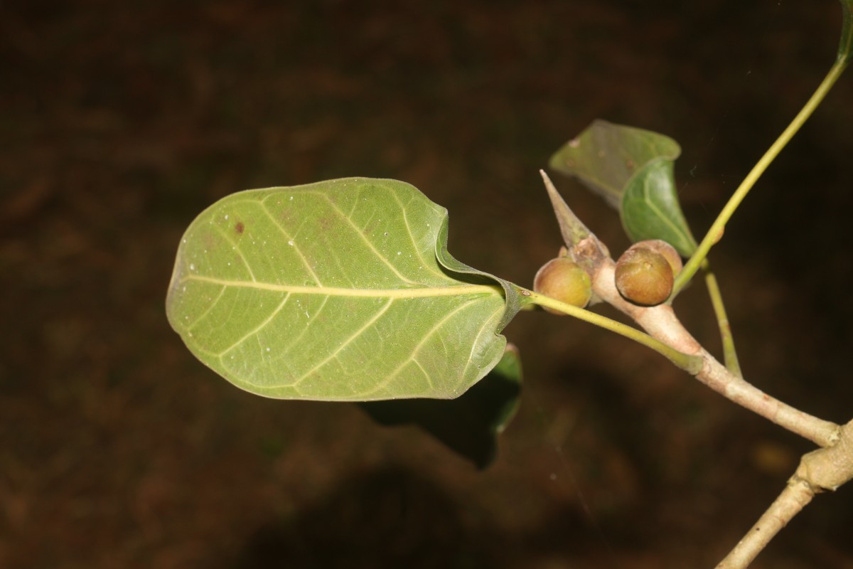 Ficus krishnae C.DC.