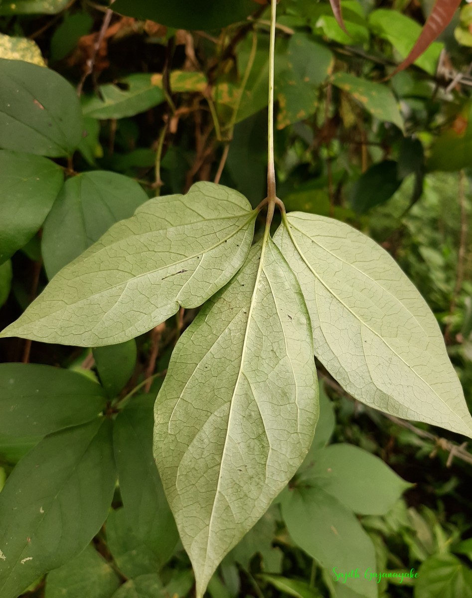 Flora of Sri Lanka