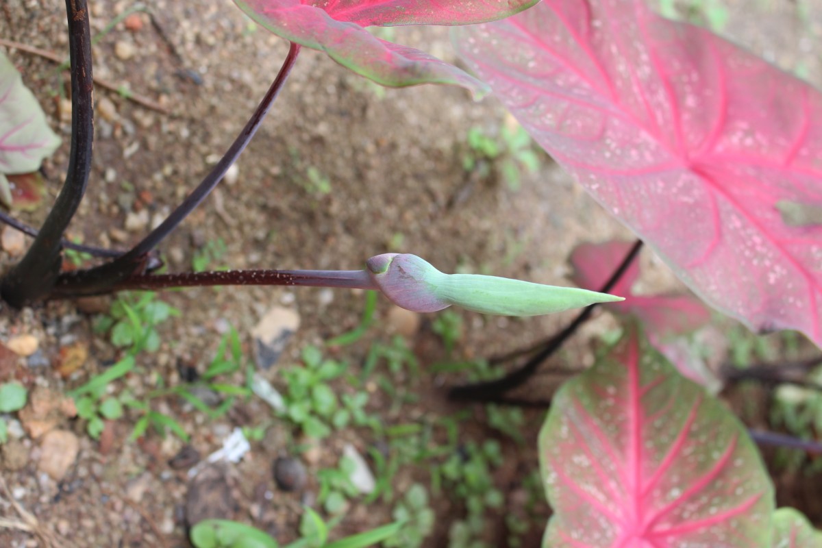 Caladium bicolor (Aiton) Vent.