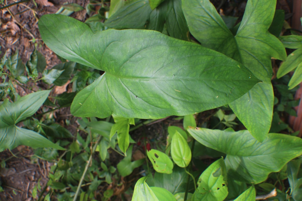 Lasia spinosa (L.) Thwaites
