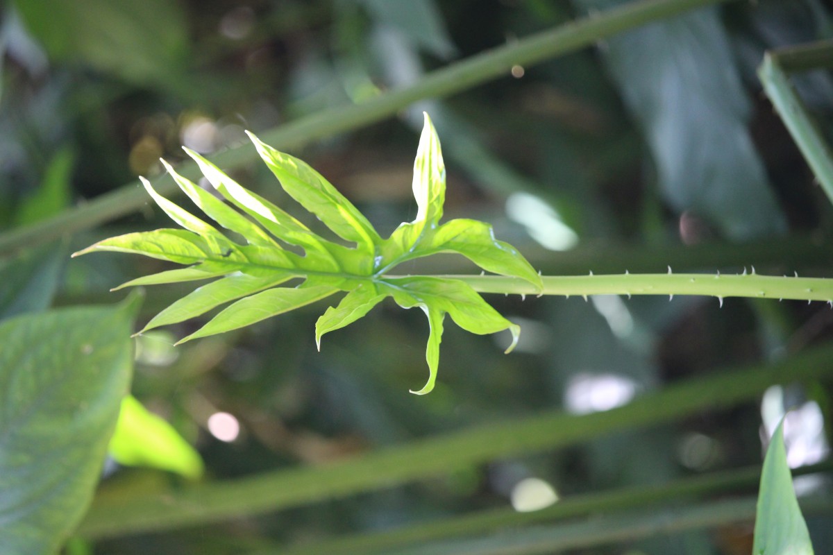 Lasia spinosa (L.) Thwaites