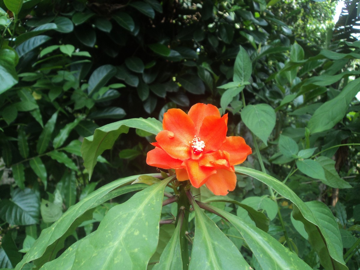 Flora of Sri Lanka