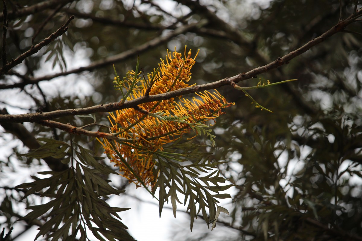 Flora of Sri Lanka