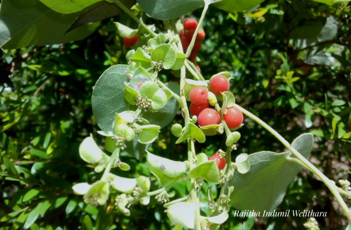 Flora of Sri Lanka