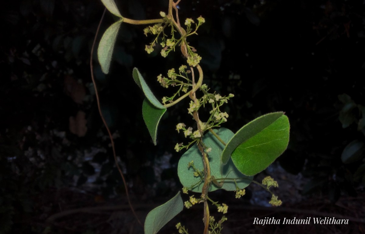 Flora of Sri Lanka