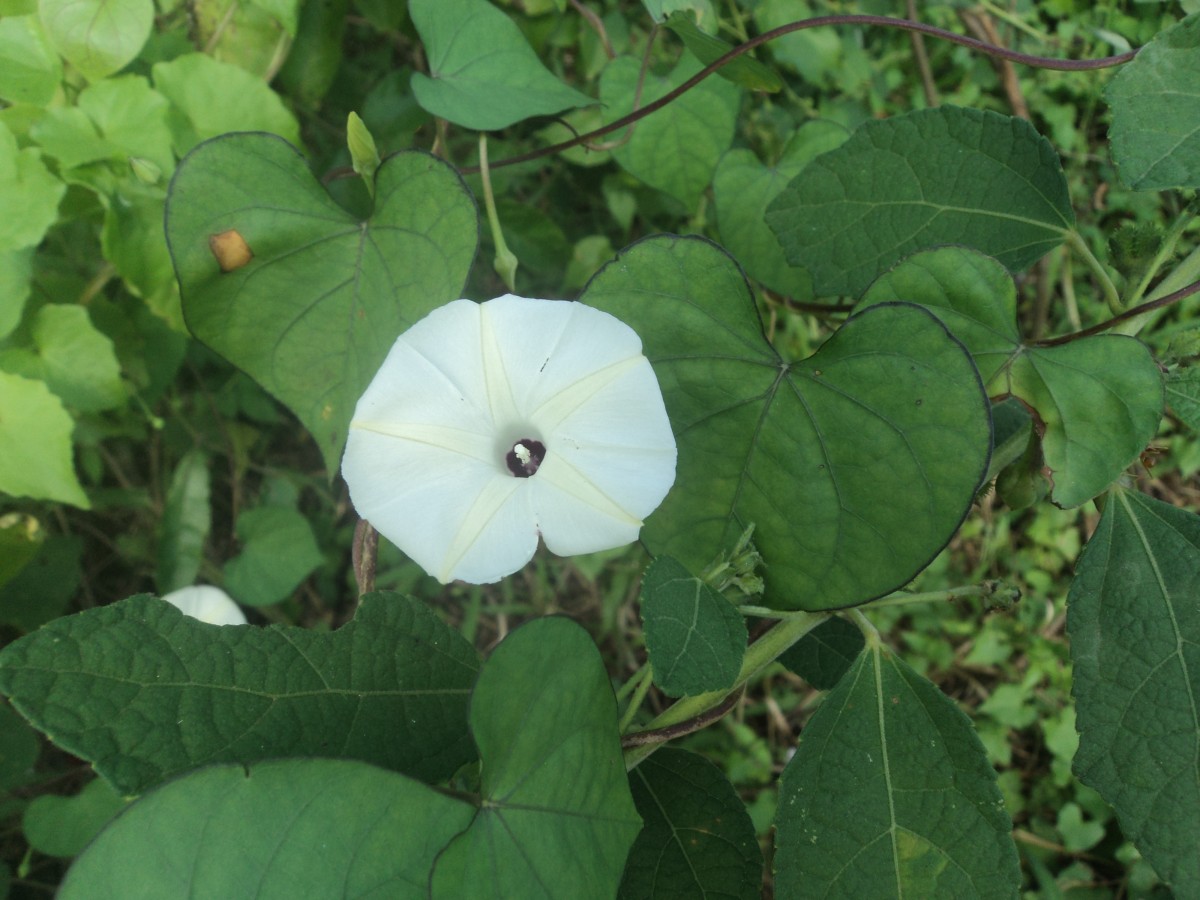 Ipomoea obscura (L.) Ker Gawl.