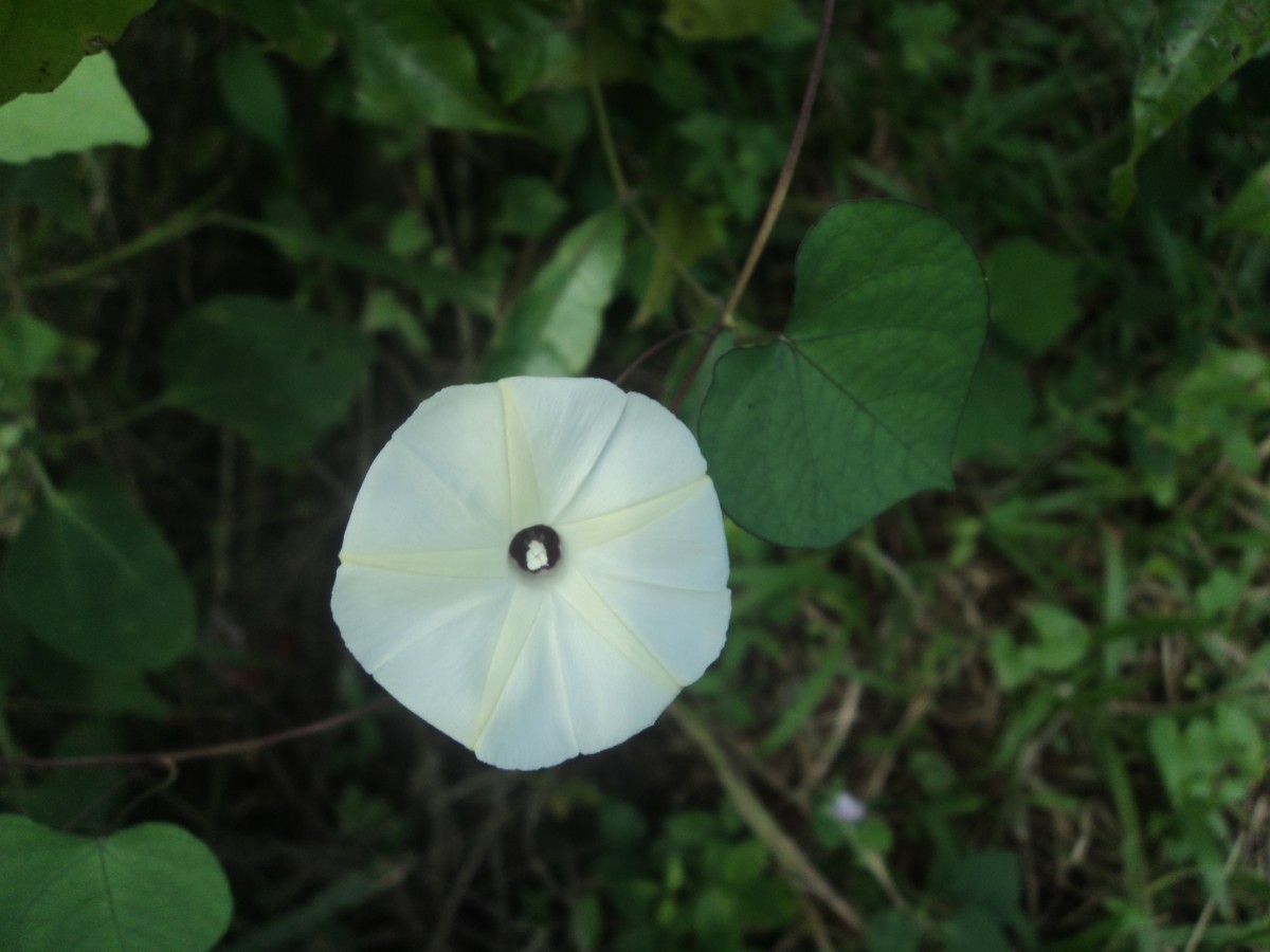 Ipomoea obscura (L.) Ker Gawl.