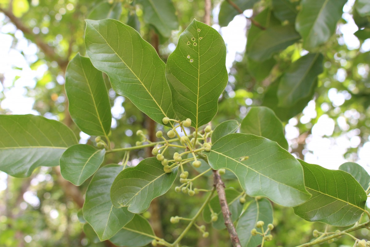 Flora of Sri Lanka