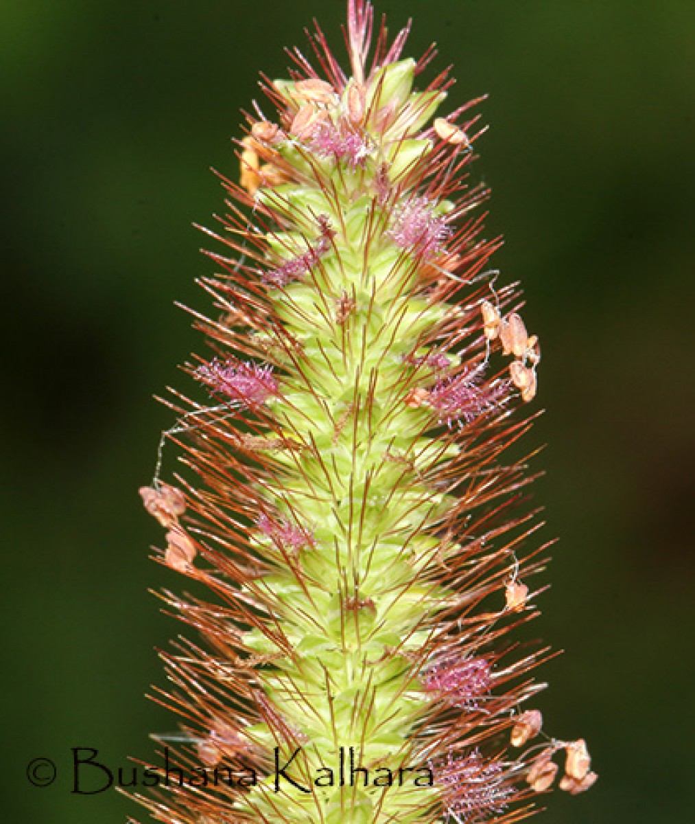 Flora of Sri Lanka